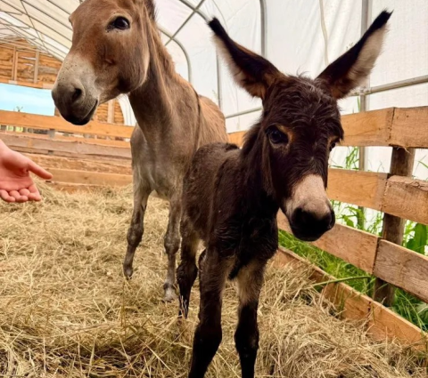 Baby Animals