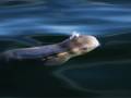 young beluga