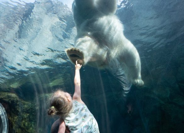 Little girl in a glass tunnel being held up to see a polar bear swimming above her.