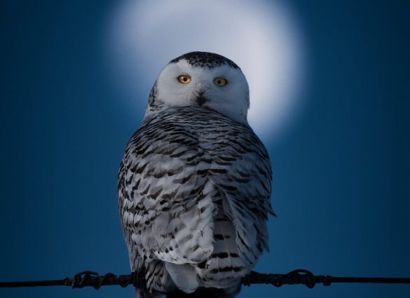 Búho nival con la luna casi llena enmarcando su cabeza como un halo