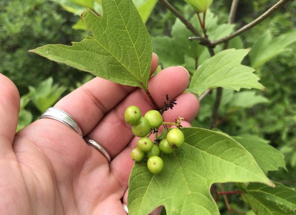 Eine Hand hält eine Traube grüner, noch nicht reifer Highbush-Cranberrys
