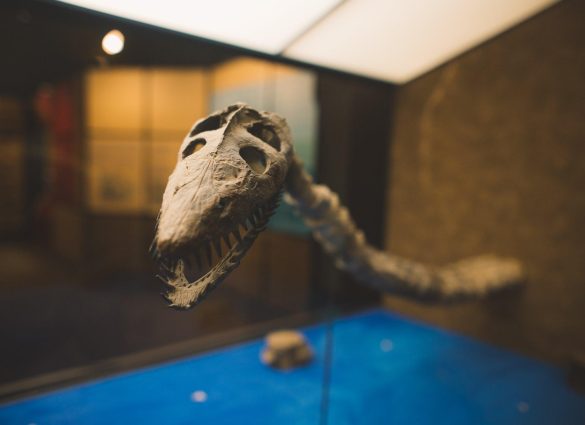 Eines der vielen Fossilien, die im Canadian Fossil Discovery Centre in Morden, Manitoba, ausgestellt sind