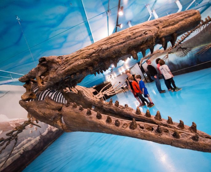 Regarder à travers les mâchoires de Bruce le Mosaure au Centre canadien de découverte des fossiles.