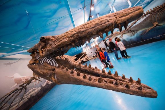 Tinitingnan ang mga panga ni Bruce the Mosaur sa Canadian Fossil Discovery Center.