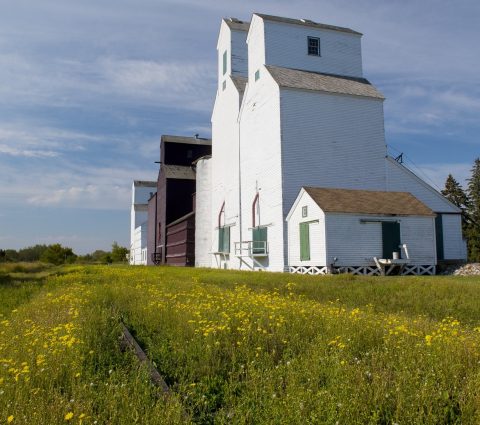 The white Inglis Grain Elevators with yellow wildflowers growing along the old train tracks.