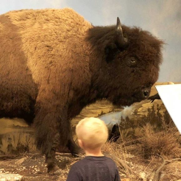 Una majestuosa exhibición en honor del símbolo icónico de la naturaleza y el patrimonio de Norteamérica.