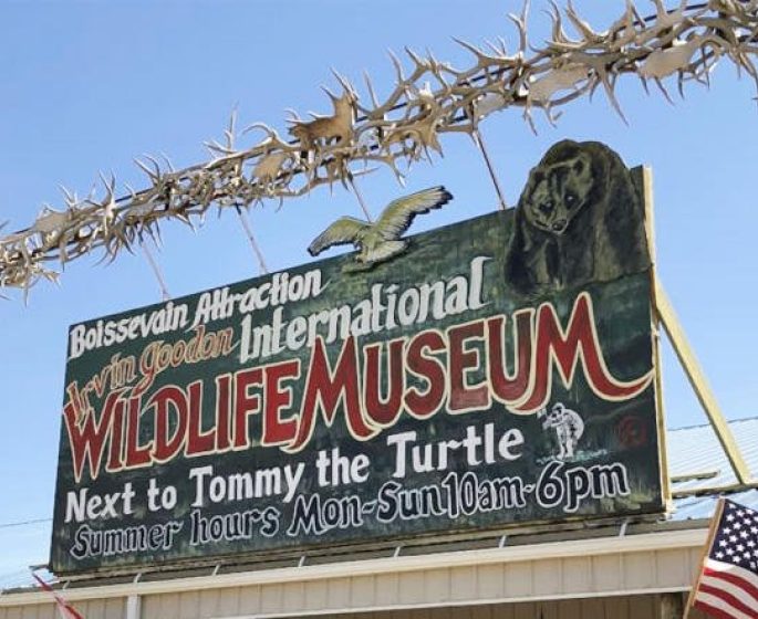 Front signage of the International Wildlife Museum, inviting visitors to explore a world of diverse and fascinating wildlife.