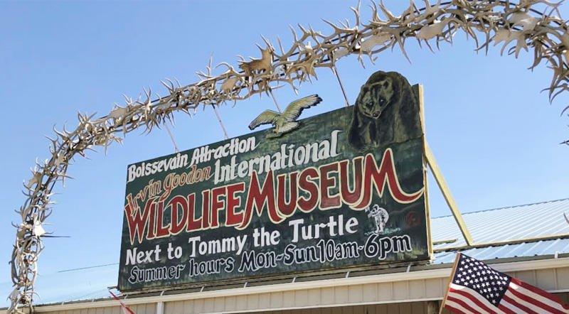 Front signage of the International Wildlife Museum, inviting visitors to explore a world of diverse and fascinating wildlife.