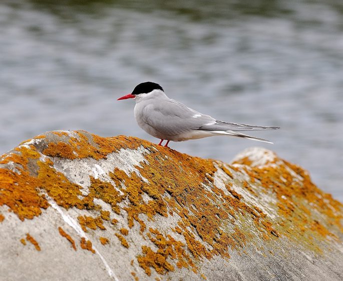 Royal tern perched on algae-covered rock, showcasing vibrant orange beak.