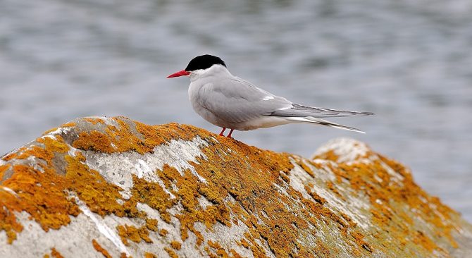 Königseeschwalbe sitzt auf einem mit Algen bewachsenen Felsen und zeigt ihren leuchtend orangefarbenen Schnabel.