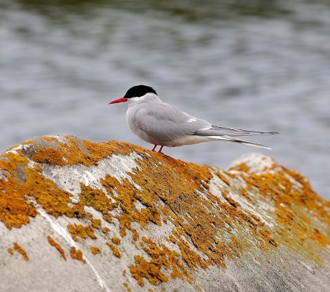 Sterne royale perchée sur un rocher couvert d'algues, montrant un bec orange vif.