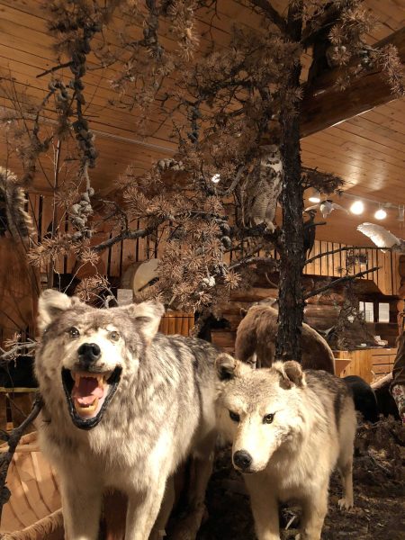 Taxidermie-Wolf-Display: Lebensechte Darstellung, die das Wesen der majestätischen Kreaturen der Natur einfängt.