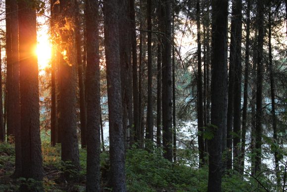 Sonnenlicht, das durch das Blätterdach des Waldes fällt: Die ätherische Schönheit der Natur, eingefangen in einer ruhigen Waldatmosphäre.