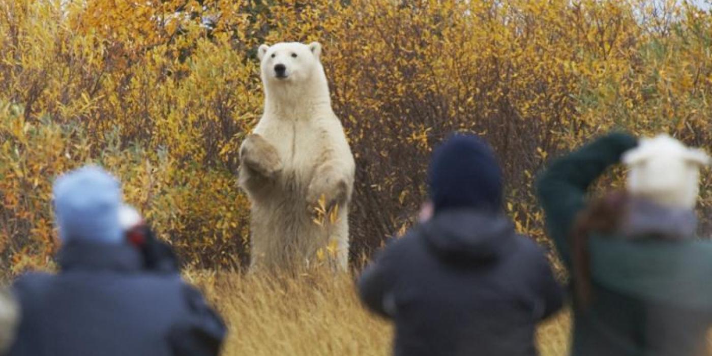 Bear sighting on all fours in bushes at Nanuk Polar Bear Lodge, capturing Manitoba's wild beauty and wildlife encounters.