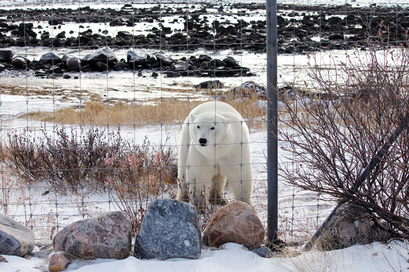 Adult polar bear in a fenced rocky habitat, showcasing its natural environment and conservation efforts in Manitoba.