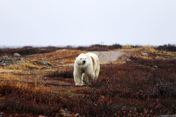 Un ours polaire marche le long d'un paysage aride, à la végétation clairsemée sous un ciel nuageux.