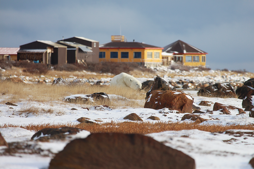 Polar bear in its natural habitat near Seal Lodge, showcasing Manitoba's Arctic wildlife and scenic landscapes.
