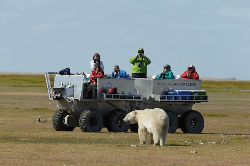 Rhino bear approaches individuals on Nanuk Polar Bear Lodge tour, showcasing close encounters with wildlife in Manitoba.