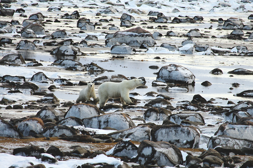 Adult polar bear with a baby walking across Arctic rocks, capturing a tender moment in Manitoba's icy landscape.