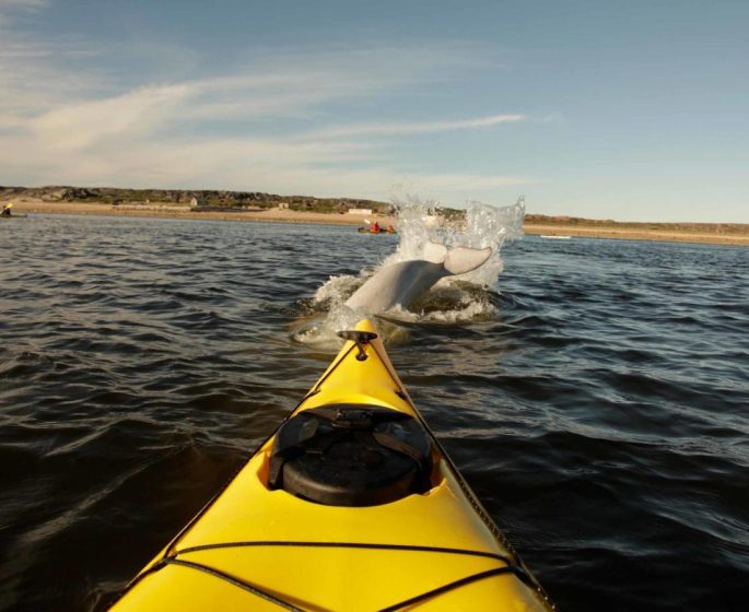 Beobachten von Belugas, die vor einem gelben Kajak in der Nähe von Churchill planschen.