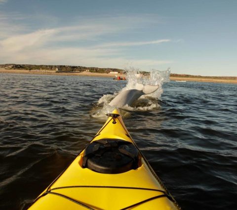 Watching belugas splash in front of a yellow kayak near Churchill.