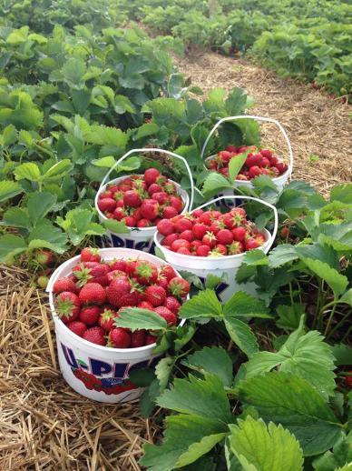 Four plastic buckets filled with fresh strawberries sit at a patch, showcasing the abundance of a fruitful harvest.