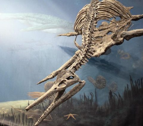 centre canadien de découverte des fossiles