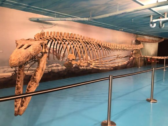 Fósil de mosasaurio