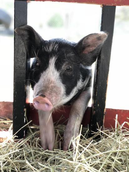 Verspielte Schweine in natürlicher Umgebung, die den landwirtschaftlichen Charme Manitobas und die lokale Tierwelt präsentieren.