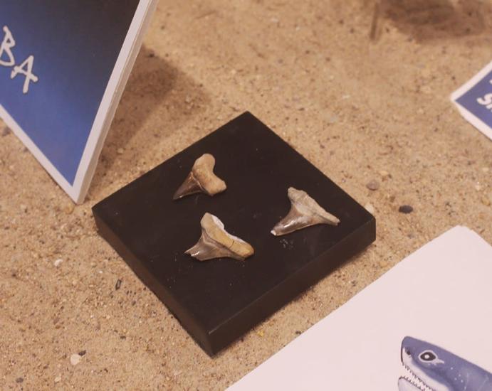 shark teeth