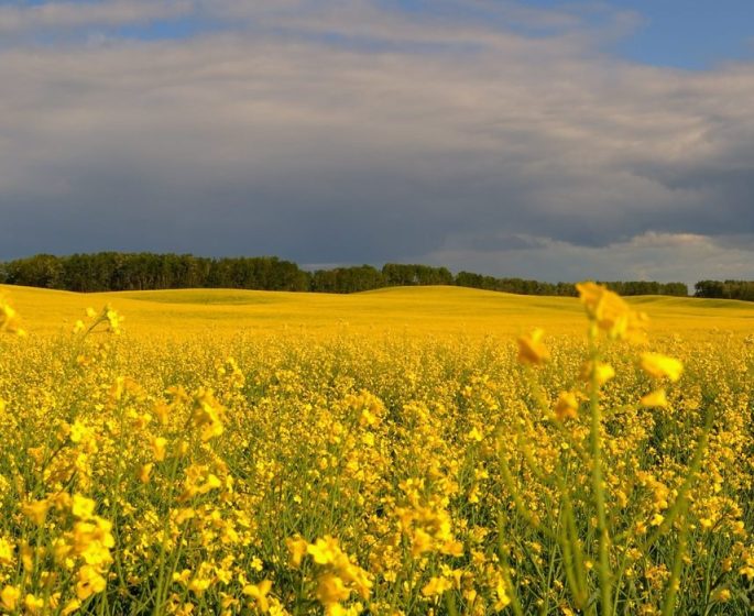 Iconic view of canola fields and moody skies in Manitoba prairies