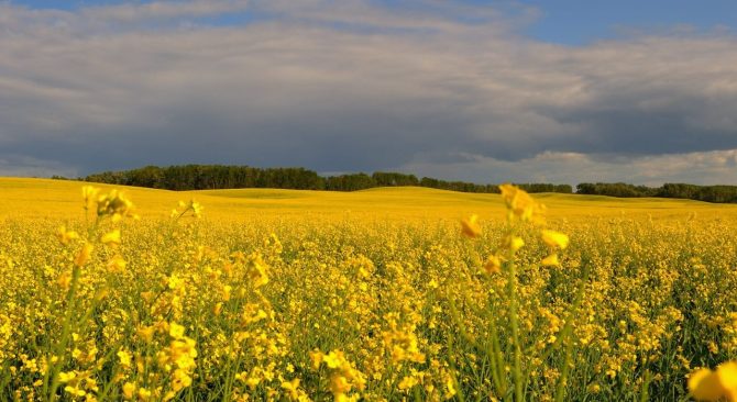 Iconic na view ng canola field at moody na kalangitan sa Manitoba prairies