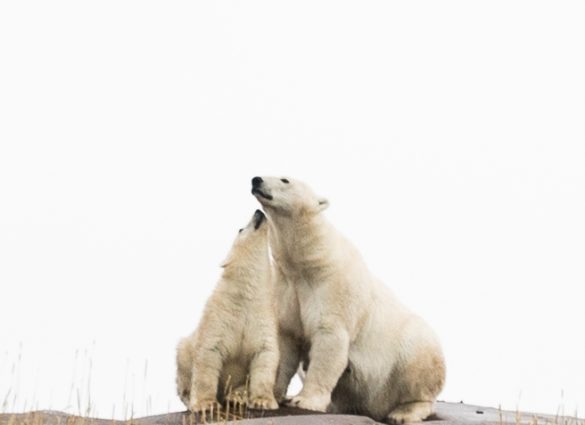 Madre y cría de oso polar sentadas juntas en la costa rocosa de Churchill, Manitoba.