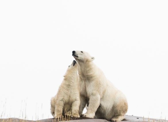 Mother and cub polar bears sit together on the rocky shore in Churchill, Manitoba.