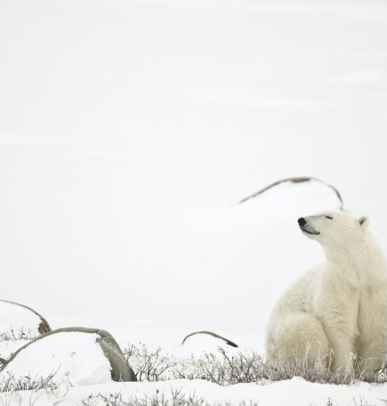 Un oso polar sentado en la tundra cubierta de nieve entre unas rocas, olfateando el aire.