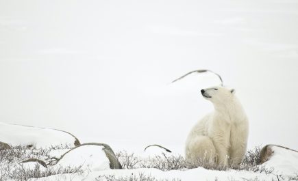 Isang polar bear na nakaupo sa tundra na natatakpan ng niyebe sa gitna ng ilang malalaking bato, sumisinghot ng hangin.