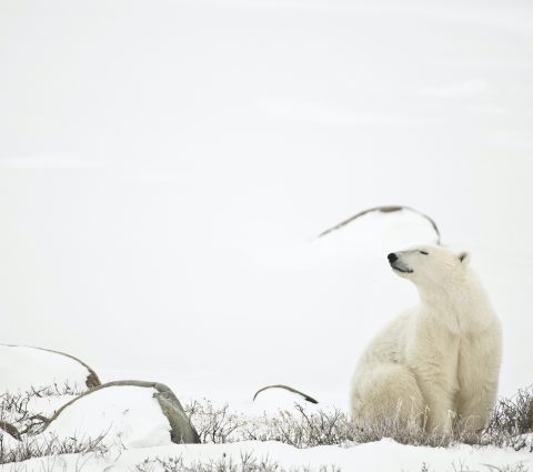 Isang polar bear na nakaupo sa tundra na natatakpan ng niyebe sa gitna ng ilang malalaking bato, sumisinghot ng hangin.