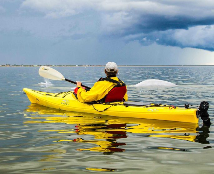 Perón en un kayak amarillo remando con las belugas en Churchill