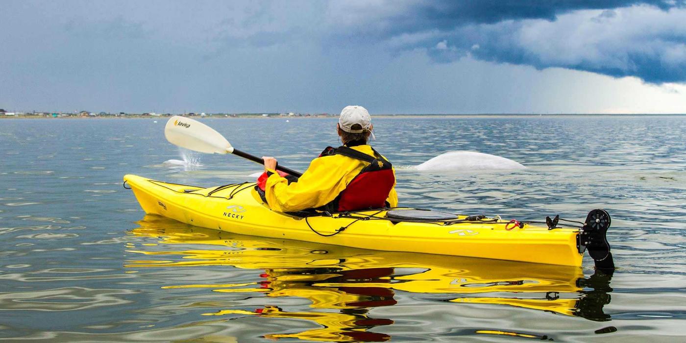 Perón en un kayak amarillo remando con las belugas en Churchill