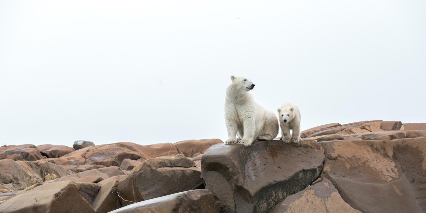Polar Bear Facts - North American Bear Center