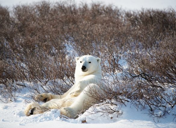 Un oso polar solitario descansa en la nieve rodeado de arbustos sin hojas.