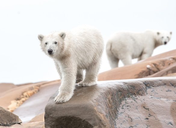 Dalawang polar bear sa mabatong baybayin sa Churchill, Manitoba