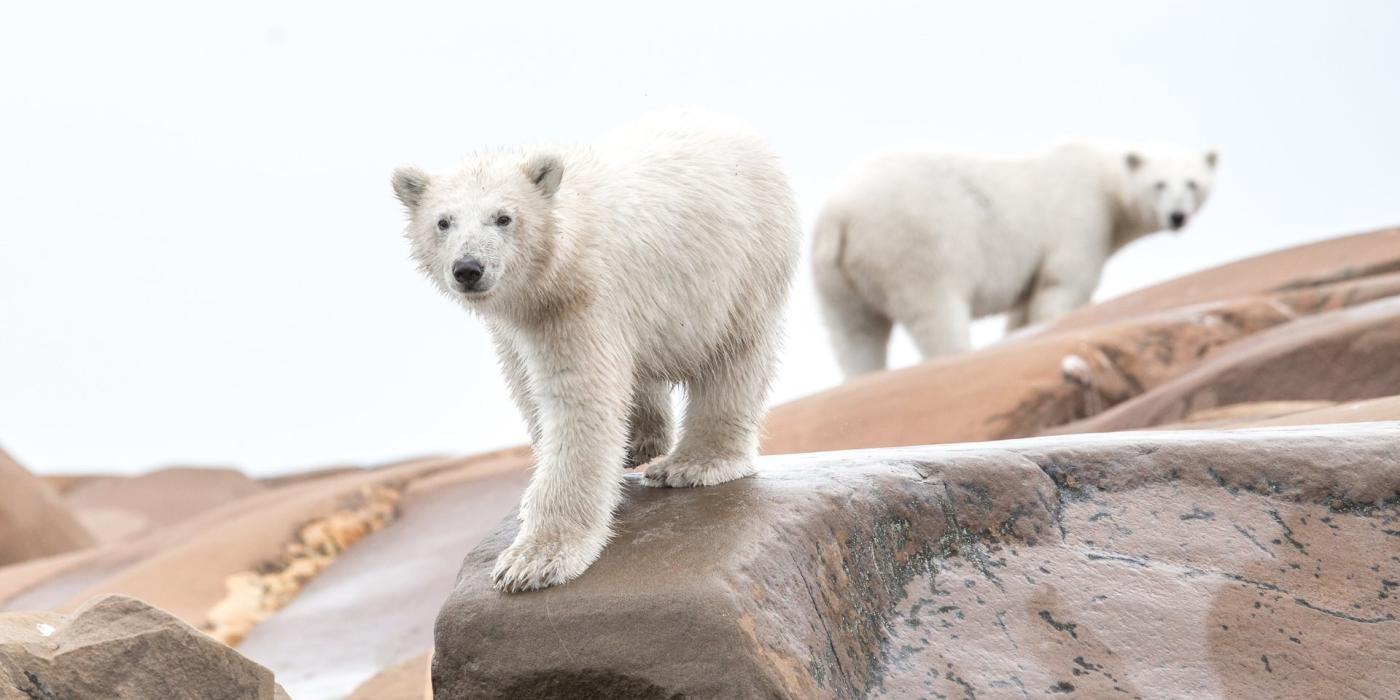 travel to see polar bears