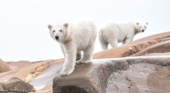 Two polar bears on the rocky shore in Churchill, Manitoba