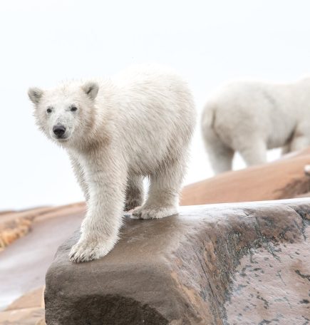 Dos osos polares en la costa rocosa de Churchill, Manitoba