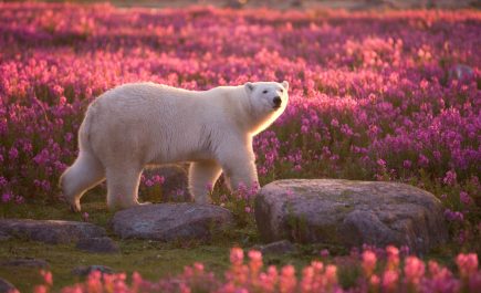 Eisbär beim Spaziergang durch lilafarbenes Weidenröschen in der Nähe von Churchill.