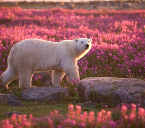 Oso polar caminando entre fireweed púrpura cerca de Churchill.