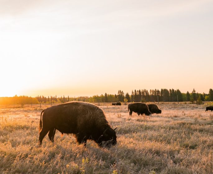 Bisontes del Parque Nacional de las Montañas