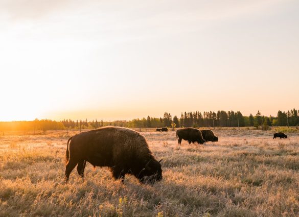Bisontes del Parque Nacional de las Montañas