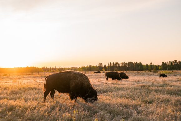 Riding Mountain National Park bison